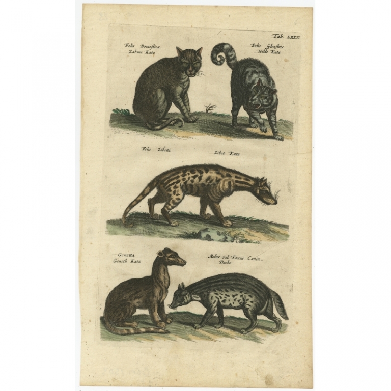 Pl. 72 Antique Print of Domestic and Wild Cats by Merian (1657)