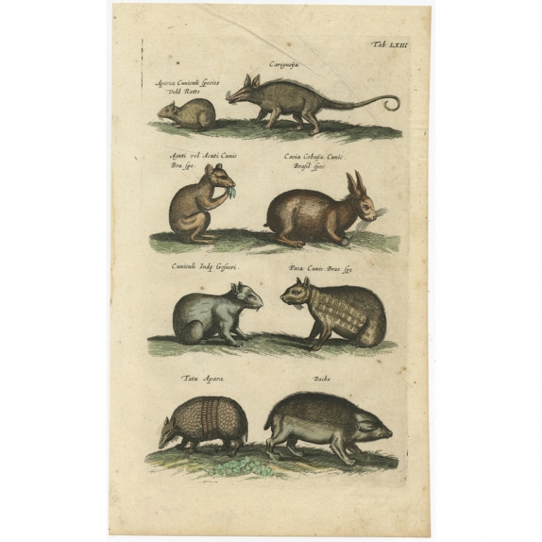 Pl. 63 Antique Print of Rodent Species by Merian (1657)