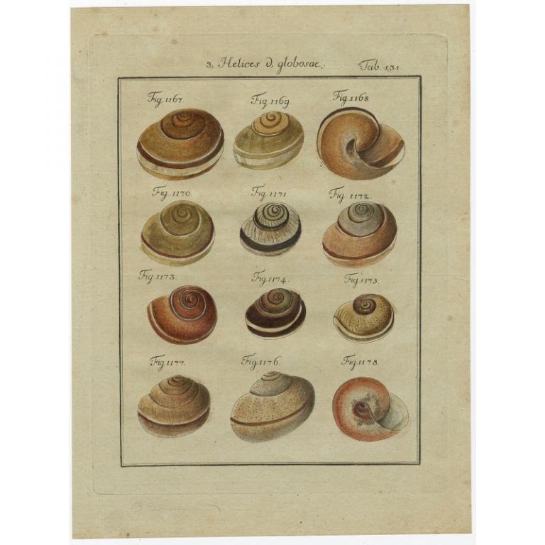 Tab. 131 Antique Print of Helix Shells by Chemnitz (1786)