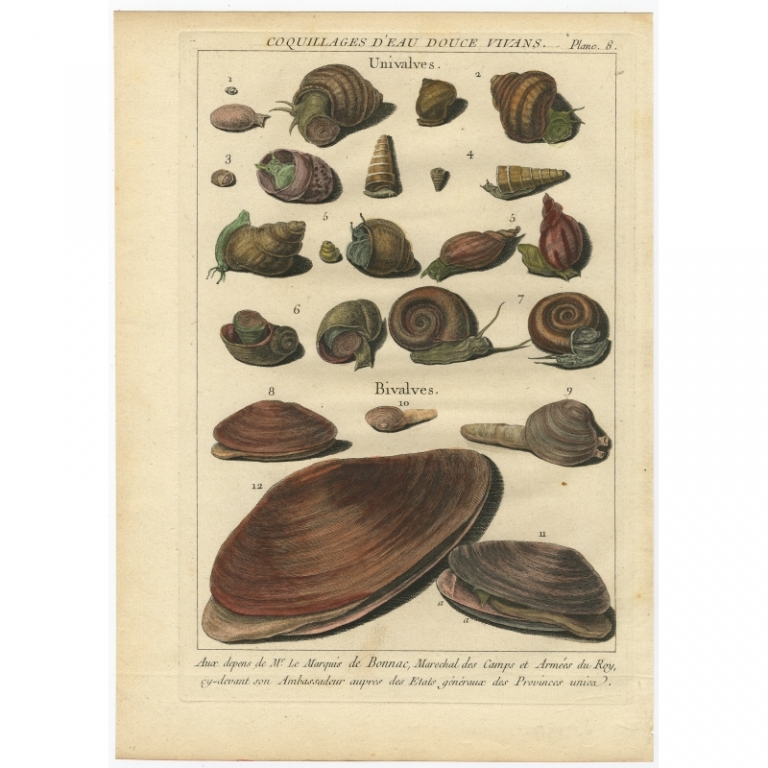 Pl. 8 Antique Print of various Marine Snails and Shells by D'Argenville (1757)