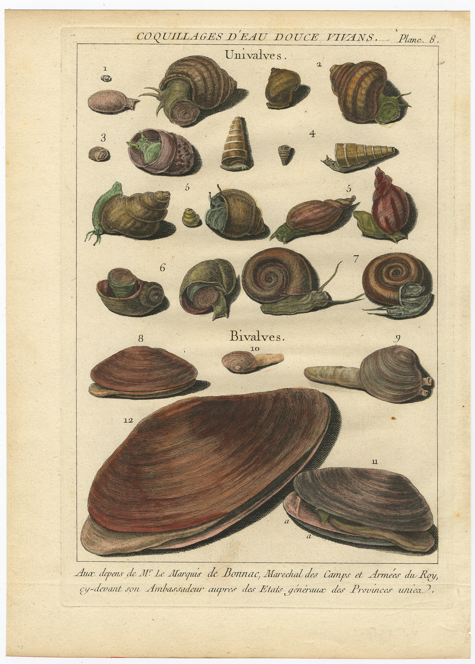 Planc 8 Coquillages d'Eau douce Vivans D'Argenville (1757) — free download