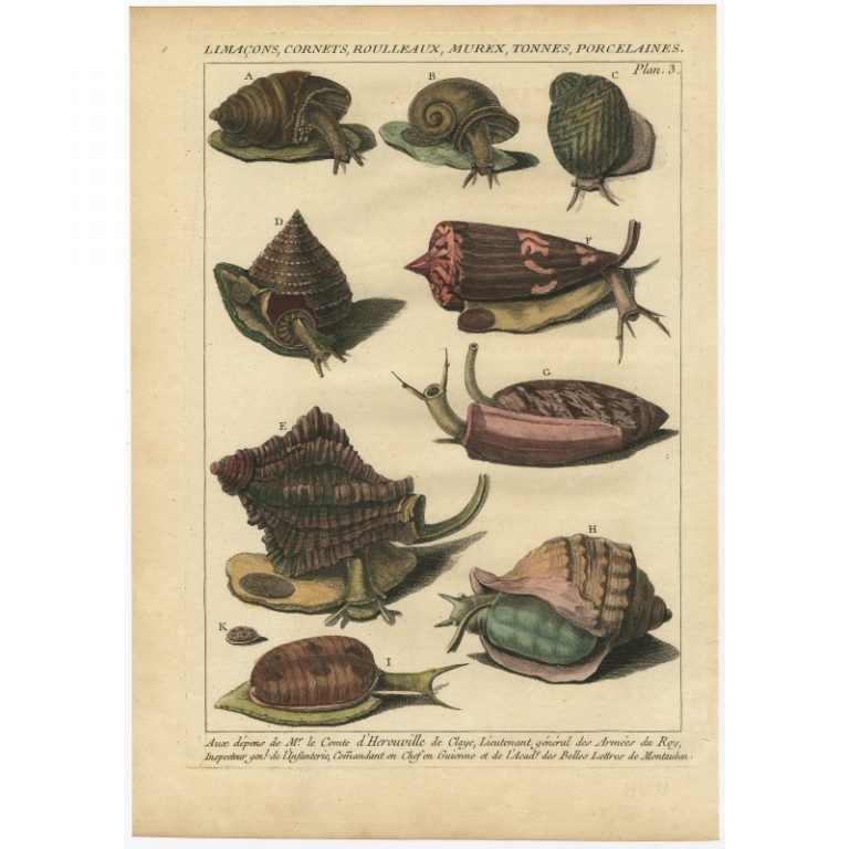 Pl. 3 Antique Print of various Marine Snails by D'Argenville (1757)