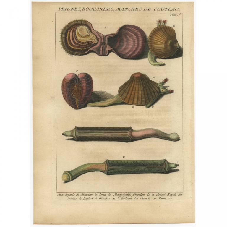 Pl. 6 Antique Print of Marine Snails by D'Argenville (1757)