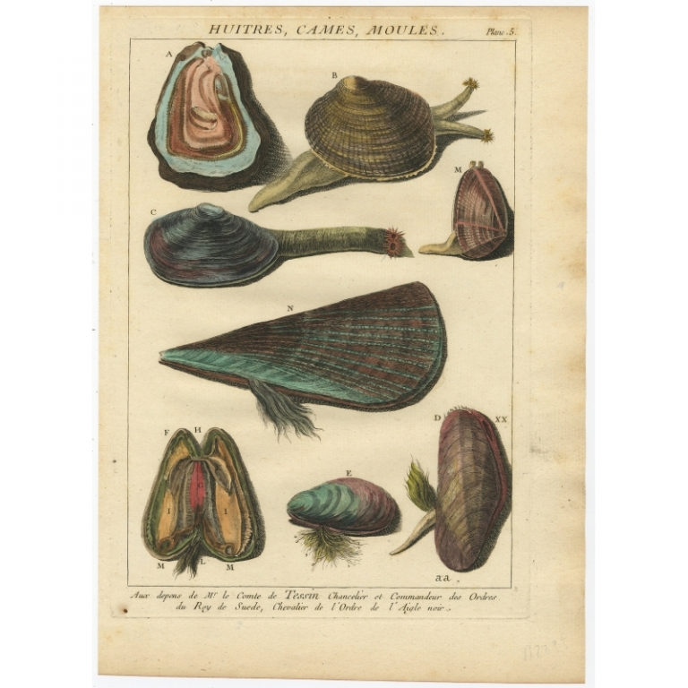 Pl. 5 Antique Print of various Marine Snails and Shells by D'Argenville (1757)