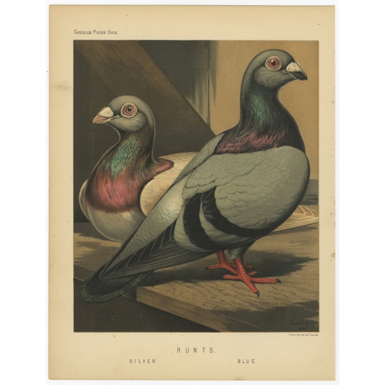 Antique Bird Print of Blue and Silver Runts by Cassell (1874)