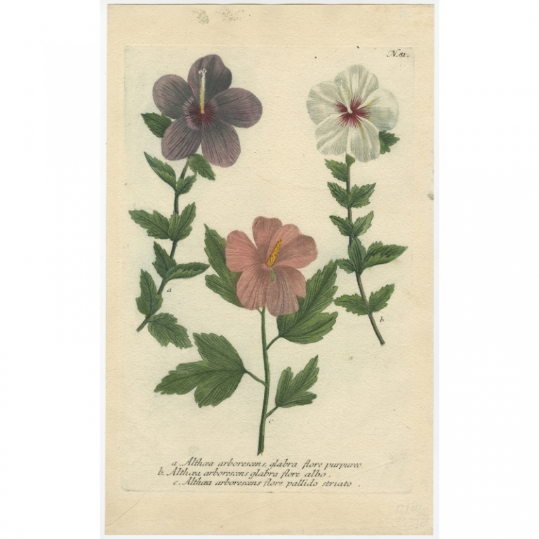 Pl. 81 Antique Botany Print of the Malva Arborea by Weinmann (1737)