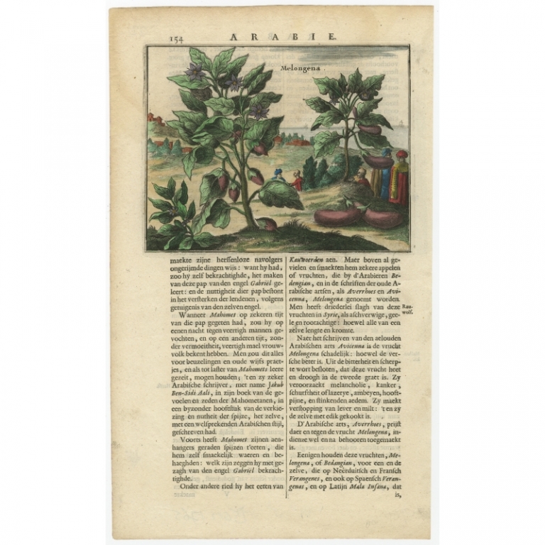 Antique Print of the Eggplant by Dapper (c.1680)