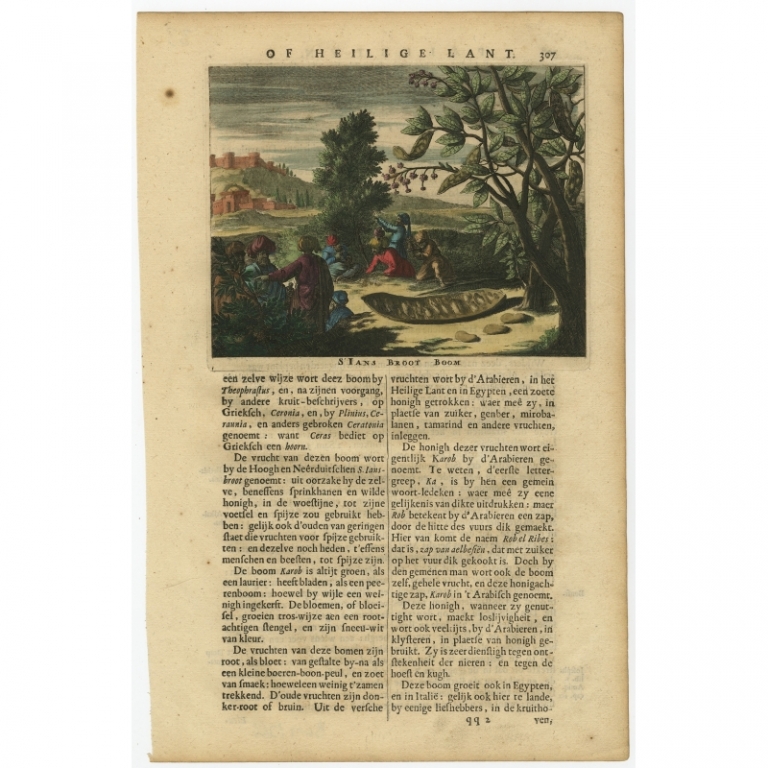 Antique Print of the Carob Tree by Dapper (1680)