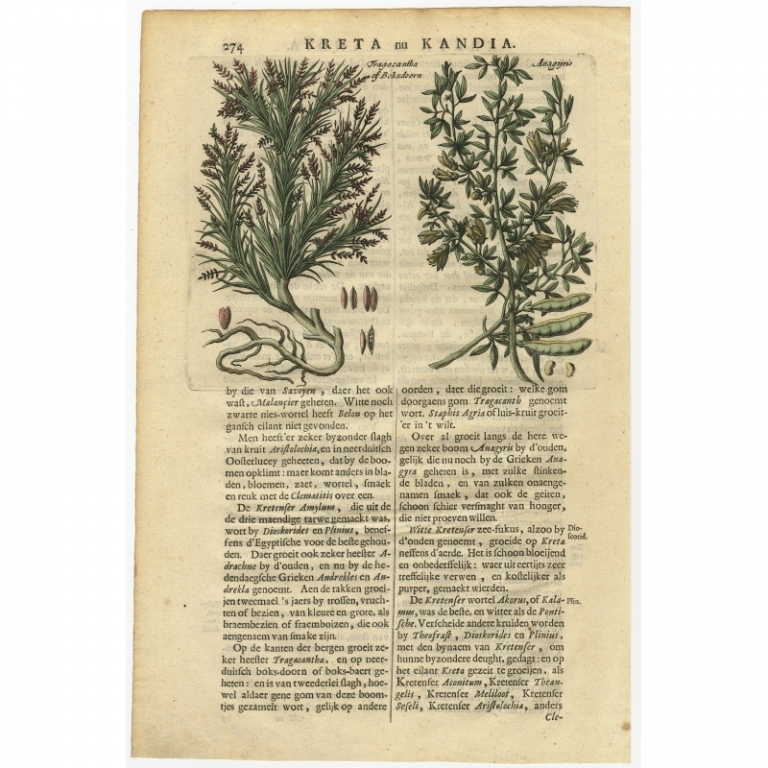 Antique Print of Plants from Crete by Dapper (1688)