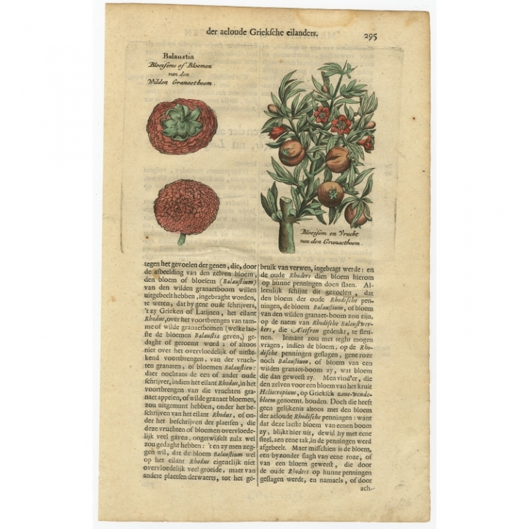 Antique Print of a Pomegranate Tree by Dapper (1688)