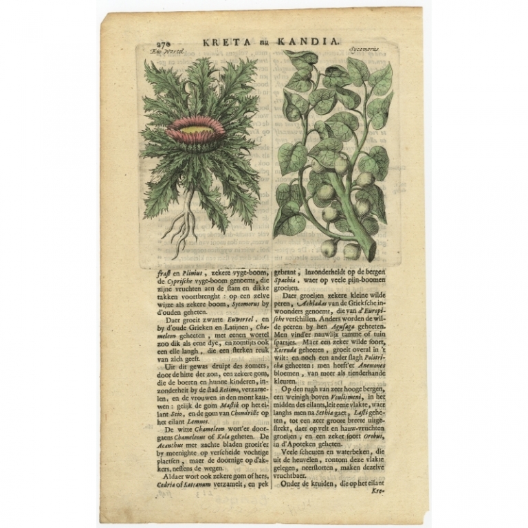 Antique Print of Plants and Trees from Crete by Dapper (1688)