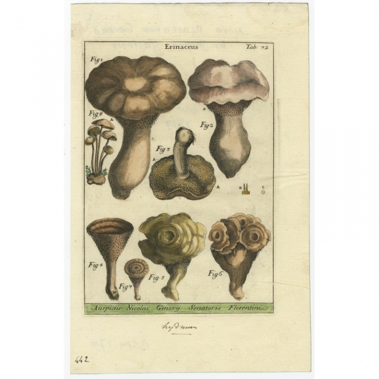 Tab 72. Antique Print of Erinaceus mushrooms by Micheli (1729)