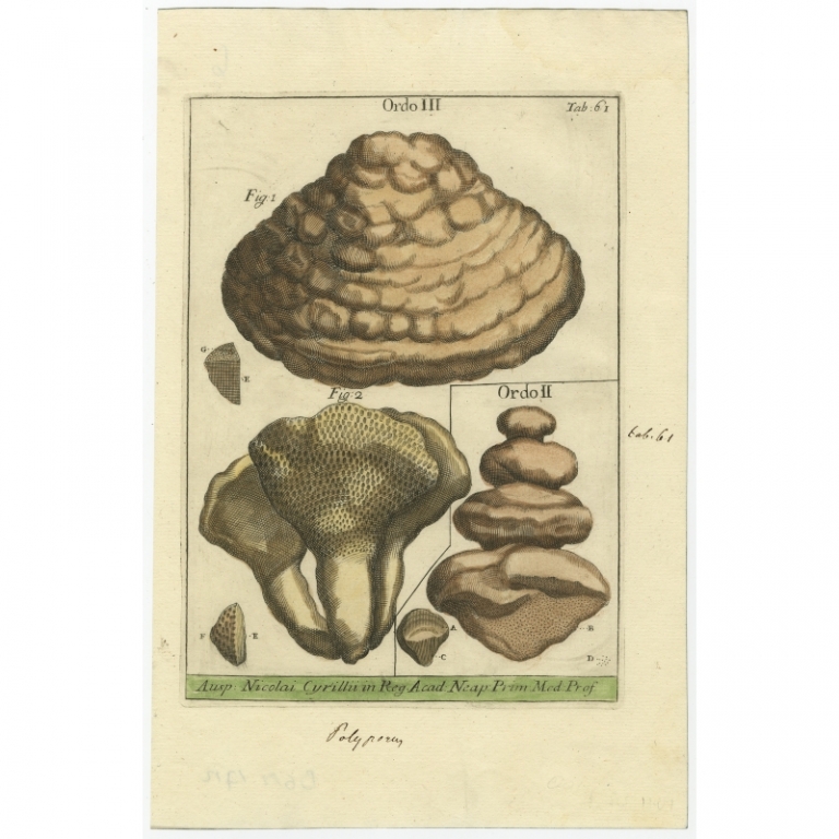 Tab 61. Antique Print of Mushrooms by Micheli (1729)