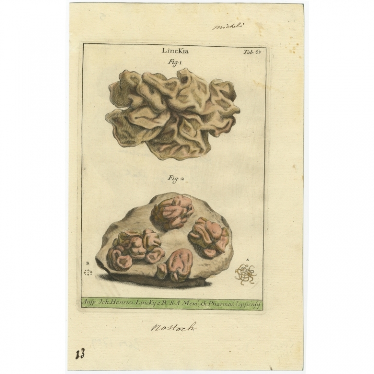 Tab 67. Antique Print of Linckia by Micheli (1729)