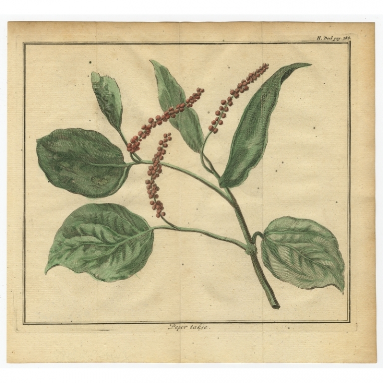 Antique Print of a Pepper Branch by Tirion (1739)