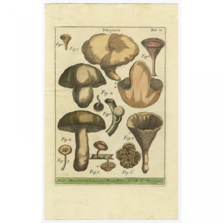 Tab 70. Antique Print of the Polyporus fungi by Micheli (1729)