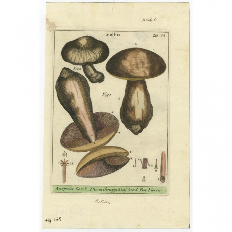 Tab 68. Antique Print of Champignons by Micheli (1729)