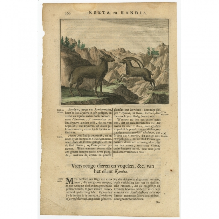 Antique Print of Wild Goats on Crete by Dapper (1688)