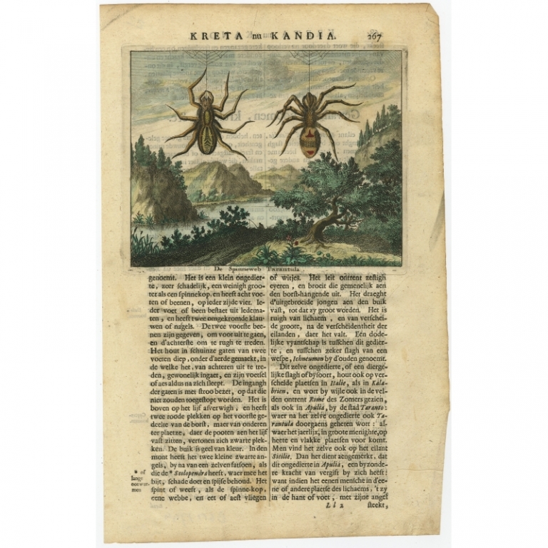 Antique Print of Spiders from Crete by Dapper (1688)