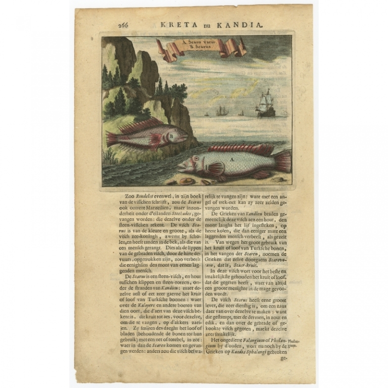 Antique Print of Fish from Crete by Dapper (1688)