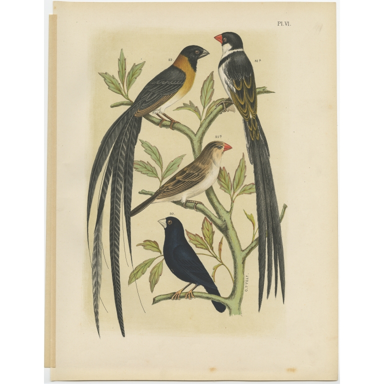 Pl. VI Untitled Bird Print - Nuyens (1886)