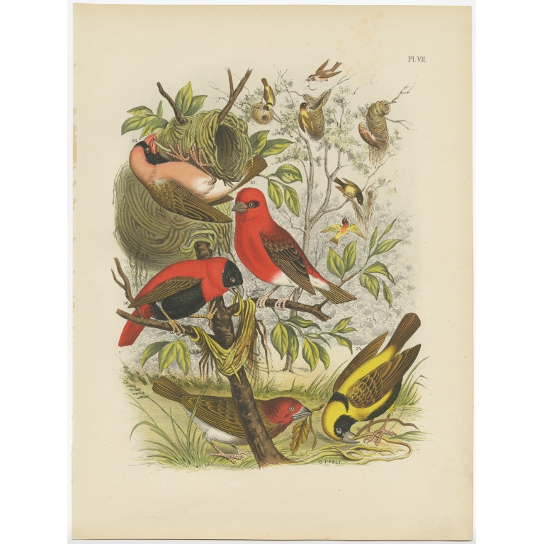 Pl. VII Untitled Bird Print - Nuyens (1886)