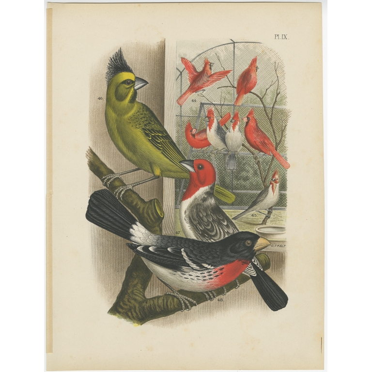 Pl. IX Untitled Bird Print - Nuyens (1886)