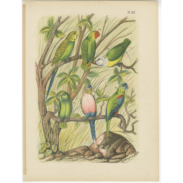 Pl. XV Untitled Bird Print - Nuyens (1886)