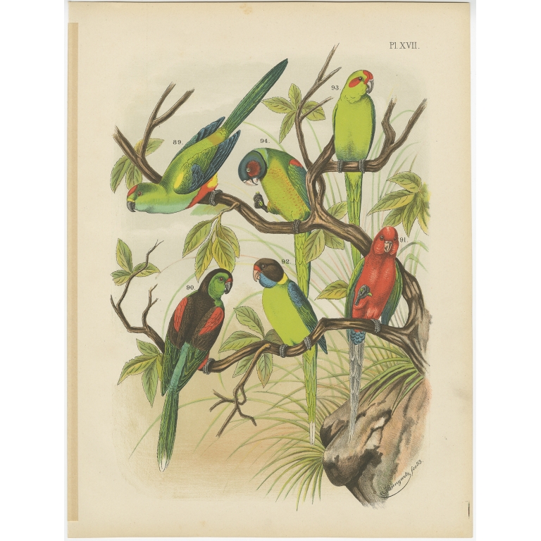 Pl. XVII Untitled Bird Print - Nuyens (1886)
