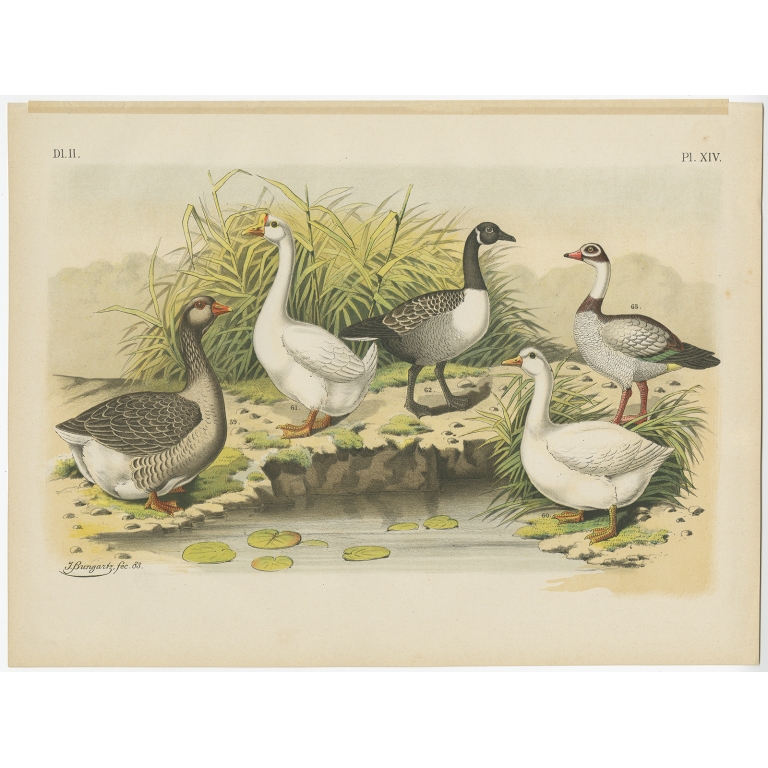 Pl. XIV Untitled Bird Print - Nuyens (1886)