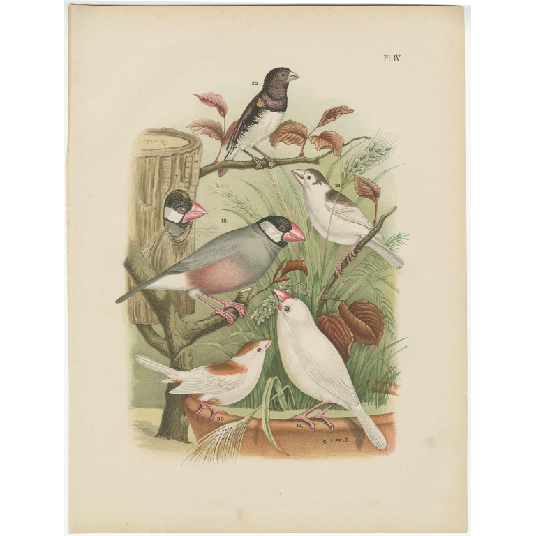 Pl. IV Untitled Bird Print - Nuyens (1886)