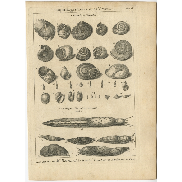 Coquillages Terrestres Vivants - Flipart (1742)