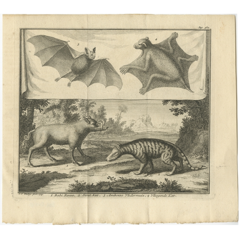 Untitled Print of various wild Cats and Bats - Philips (1729)