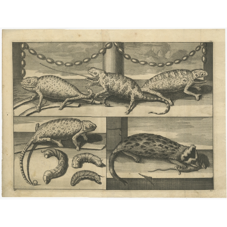 Untitled Print of Chameleons and Rodent Species - De Bruyn (c.1700)
