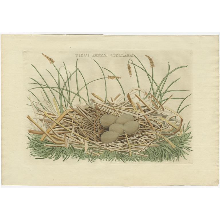 Antique Print of the Bird Nest of the Eurasian Bittern