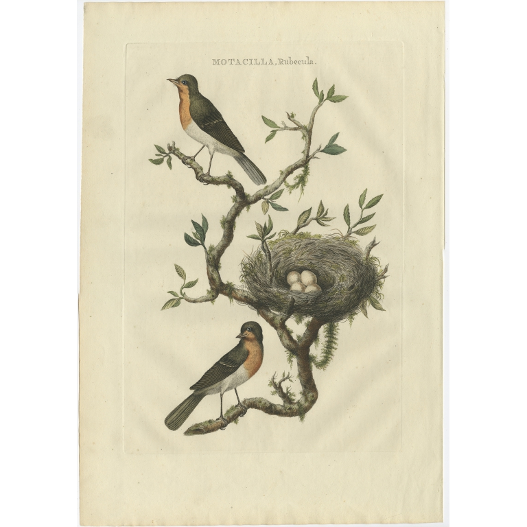 Motacilla, Rubecula - Sepp & Nozeman (1770)