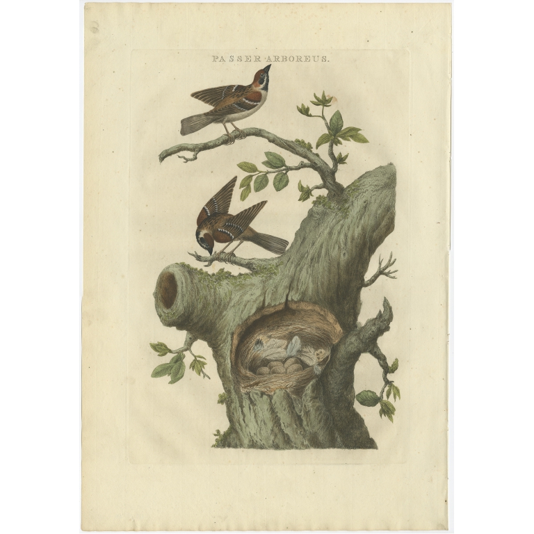 Passer Arboreus - Sepp & Nozeman (1770)