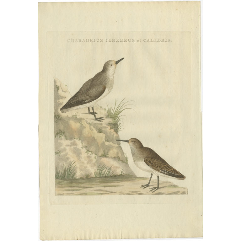 Charadrius Cinereus et Calidris - Sepp & Nozeman (1797)