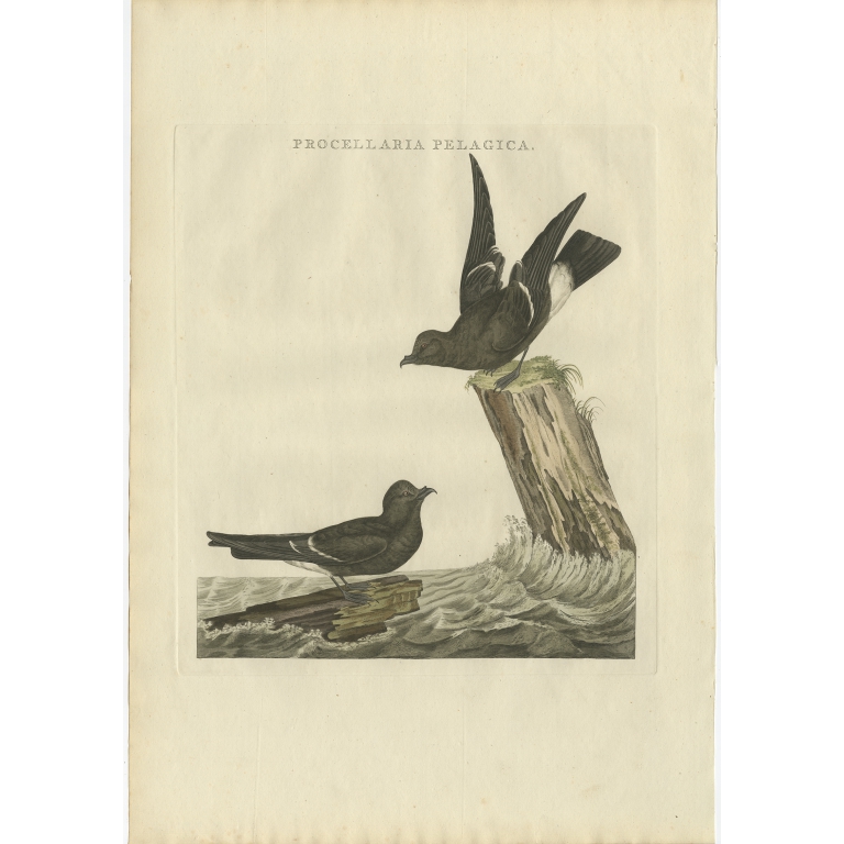 Charadrius, Hiaticula - Sepp & Nozeman (1797)