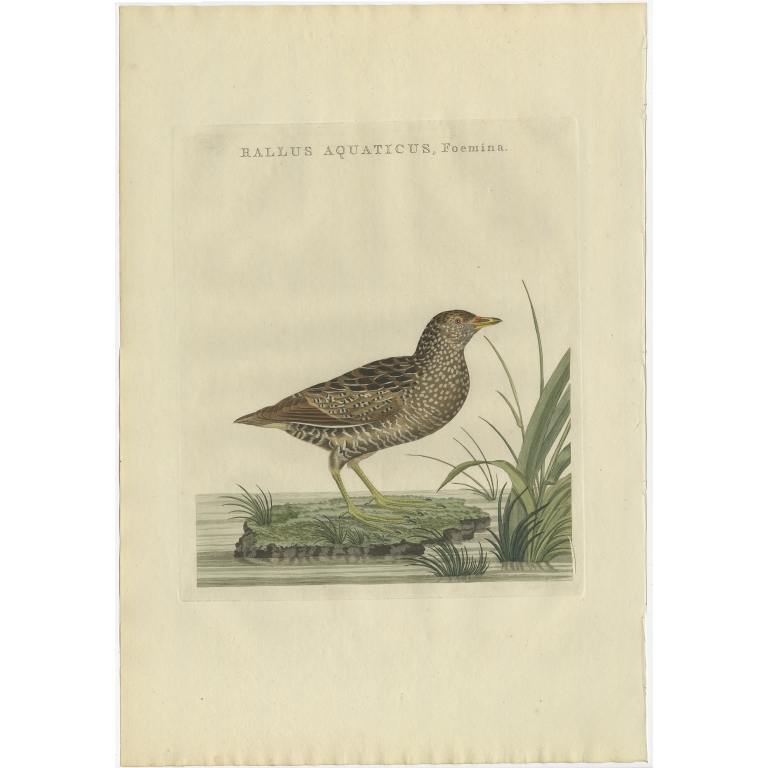 Rallus Aquaticus, Foemina - Sepp & Nozeman (1797)