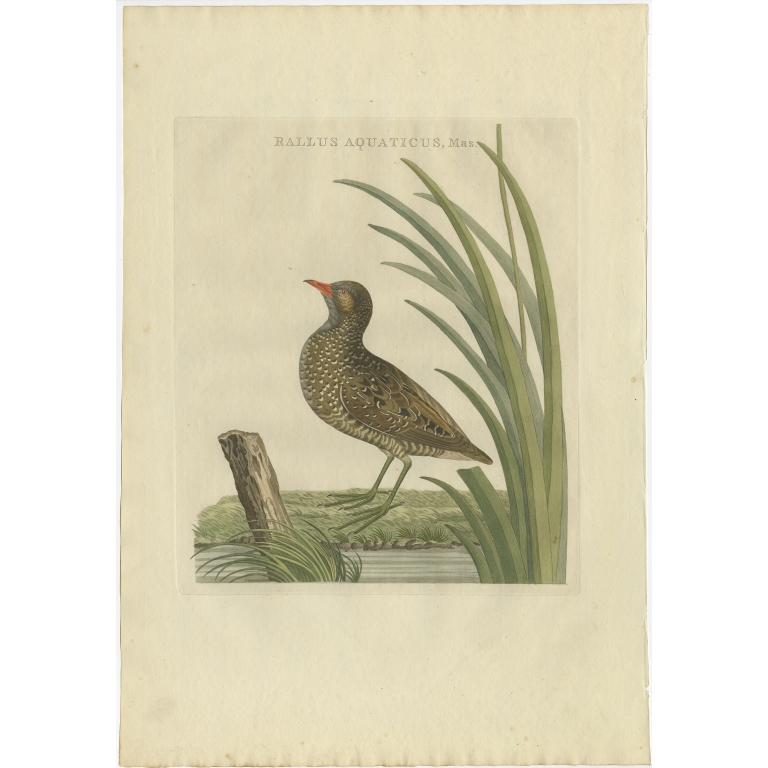 Rallus Aquaticus, Mas - Sepp & Nozeman (1797)