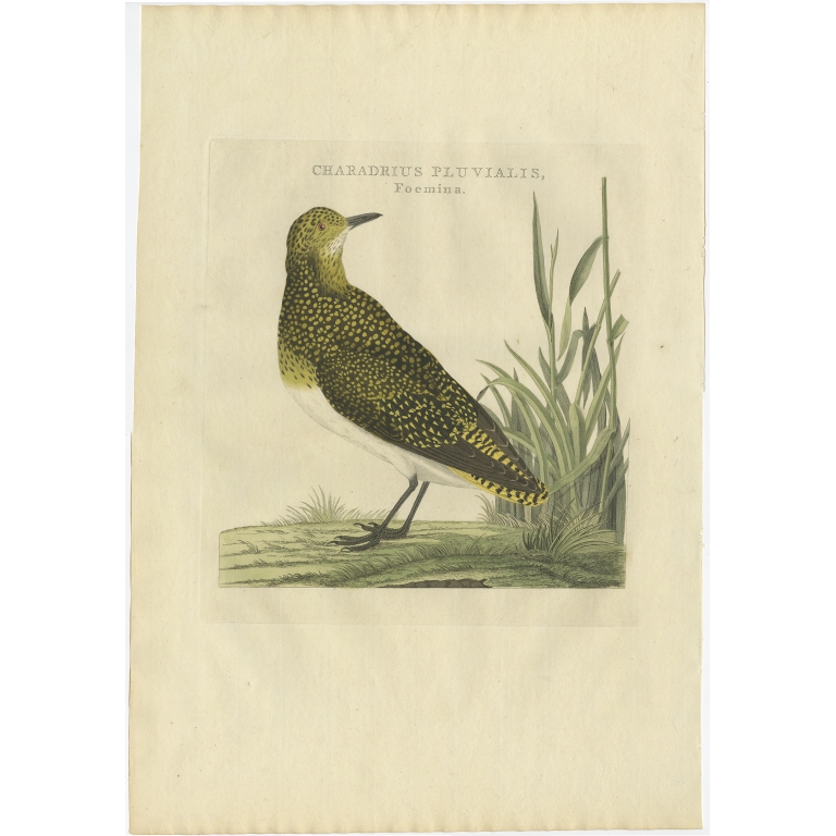 Charadrius Pluvialis, Foemina - Sepp & Nozeman (1797)