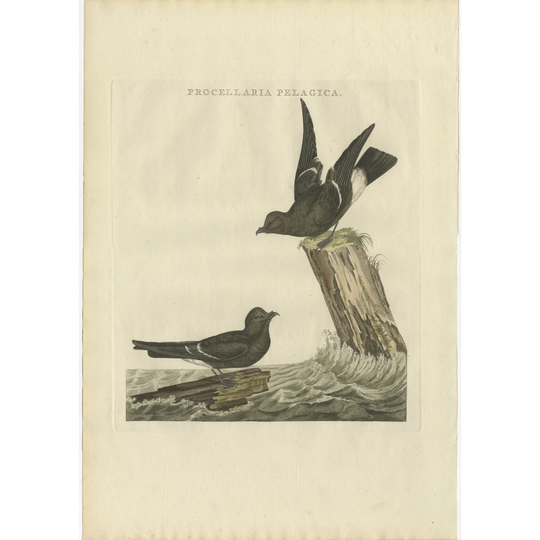 Procellaria Pelagica - Sepp & Nozeman (1797)