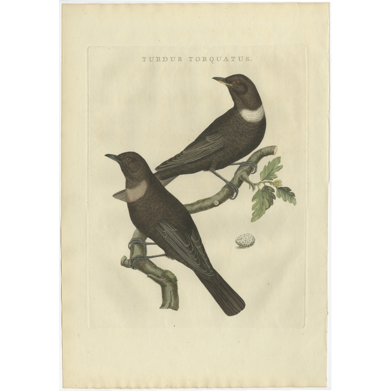 Turdus Torquatus - Sepp & Nozeman (1797)