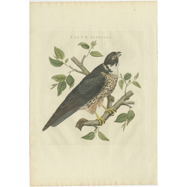 Falco, Subbuteo - Sepp & Nozeman (1797)