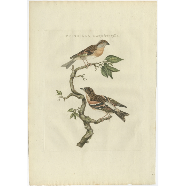 Fringilla, Montifringilla - Sepp & Nozeman (1797)