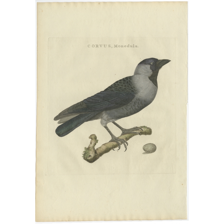 Corvus, Monedula - Sepp & Nozeman (1797)