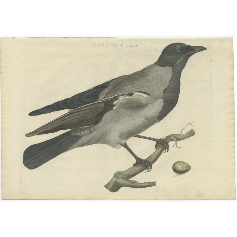 Corvus, Cornix - Sepp & Nozeman (1797)