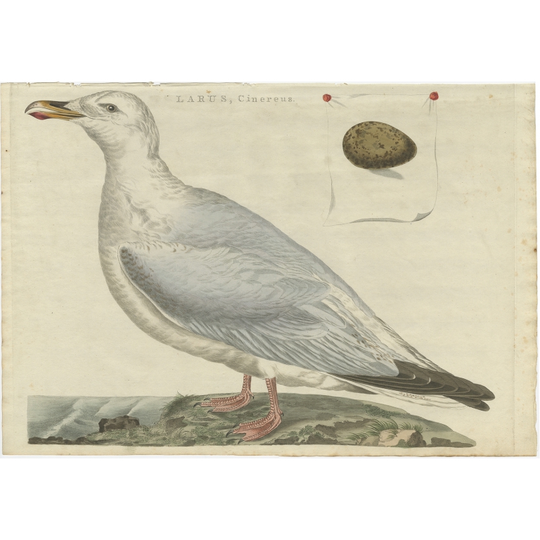 Larus, Cinereus - Sepp & Nozeman (1797)