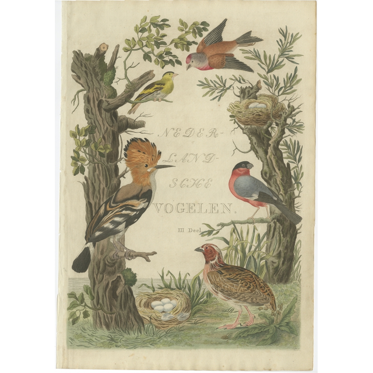 Nederlandsche Vogelen - Sepp & Nozeman (1797)